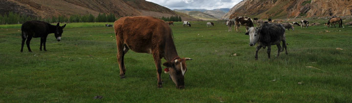 Tibet Tours and Travels